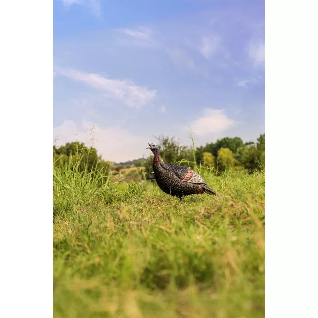 Flextone Thunder Jake Turkey Decoy for Effective Hunting